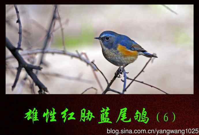 雄性红胁蓝尾鸲（6）