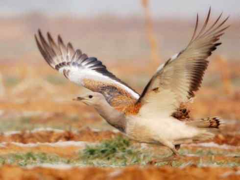 鸟类之最：大鸨