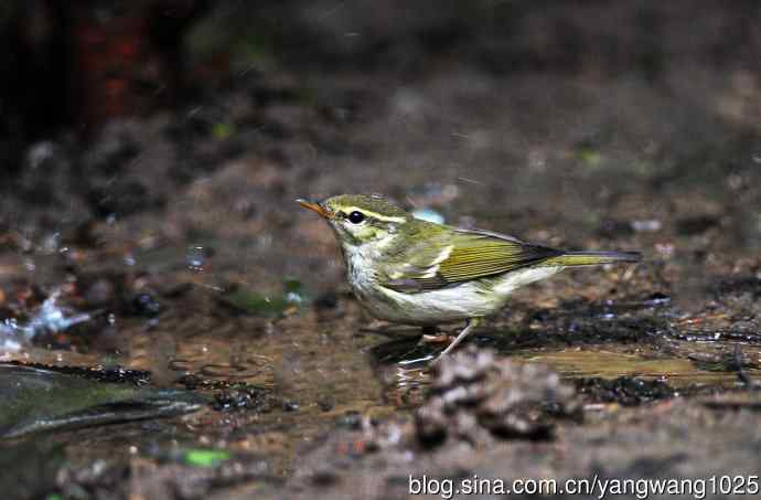 黄眉柳莺（13）