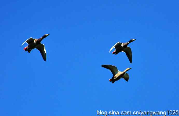 飞 wbr（绿头鸭）