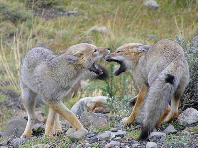 犬科：狐亚科伪狐属之阿根廷狐、山狐、达尔文狐