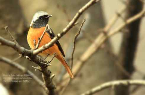 喜上眉梢鈥斺敱焙煳拆赌种ν