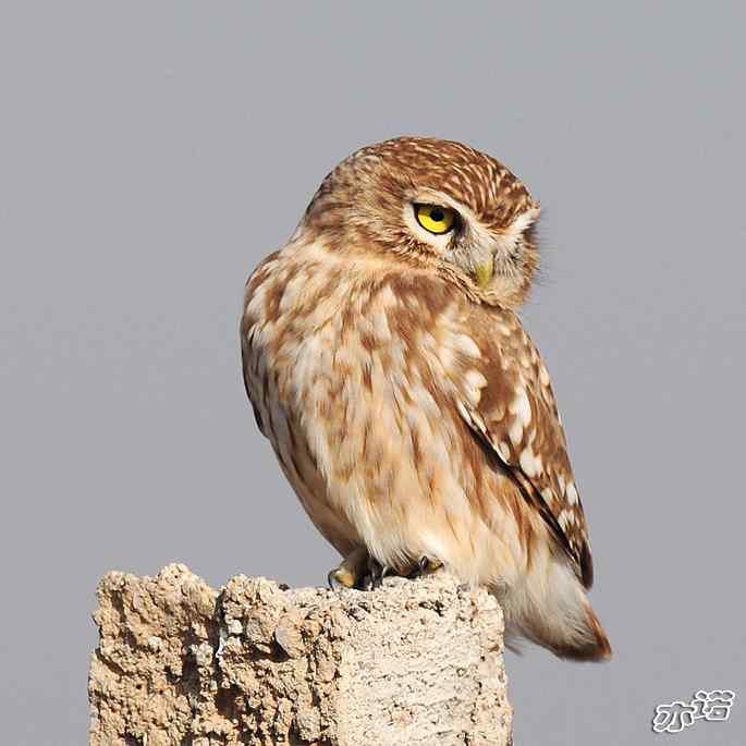 官厅水库&nbsp;wbr路&nbsp;wbr练桩的纵纹腹小鸮