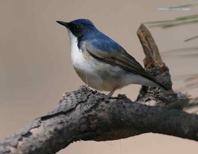 一组林鸟：蓝歌鸲有点乖