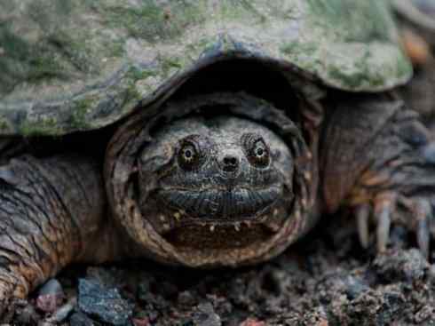 玄武：传说的兽原型探秘（鳄龟）