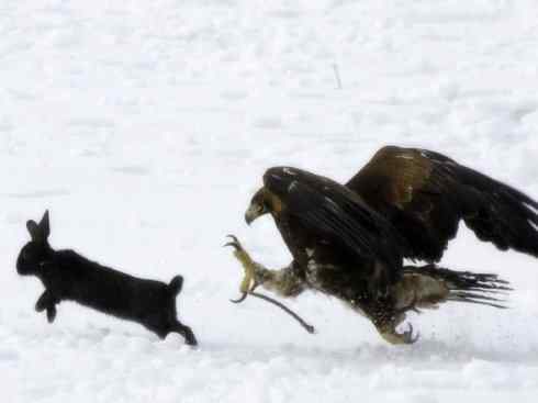 家禽驯化之源之六