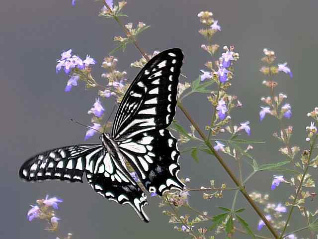 蒲洼围剿蓝矶鸫