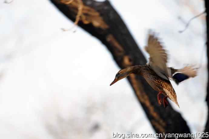 降落瞬间的绿头鸭（习作）1