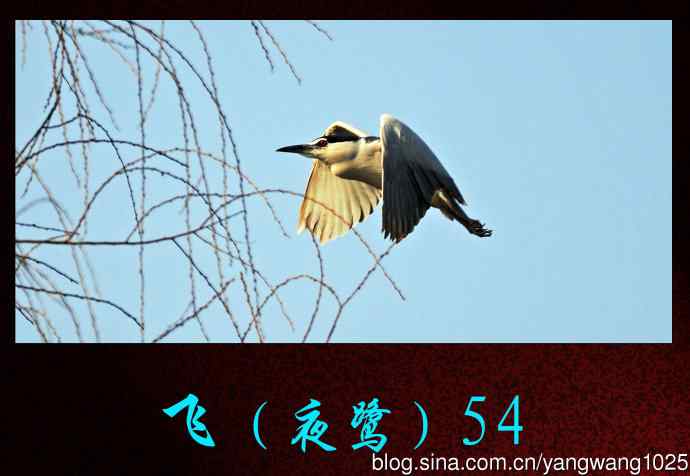飞（夜鹭）54