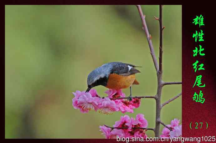 雄性北红尾鸲（27）