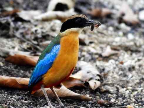 美丽无罪：雀鸟之八色鸫