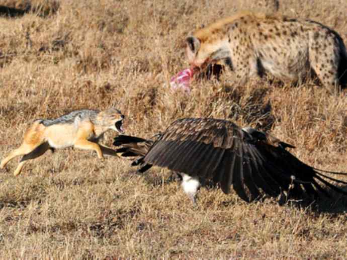 犬科:犬亚科犬属之金豺、黑背豺(胡狼类) 犬科:犬亚科犬属之金豺、黑背豺(胡狼类)