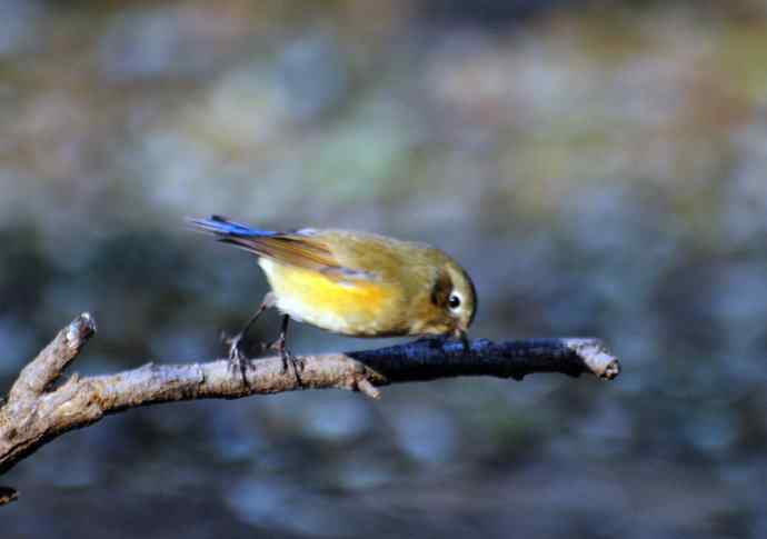 雌性红胁蓝尾鸲（10）