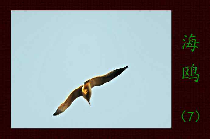 海鸥(7)