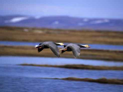 白头鸟系列:另类的美丽8 白头鸟系列:另类的美丽8
