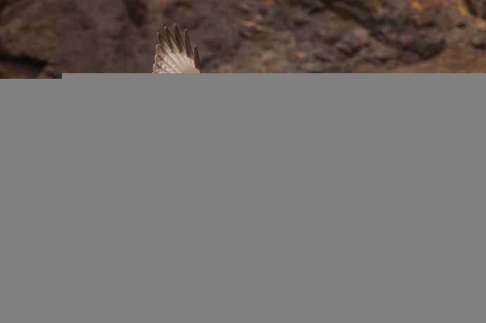 有背景的大鵟飞版