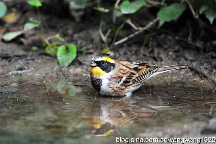 雄性黄喉鹀（5）
