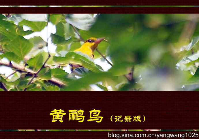 北京天坛公园的鸟类——黄鹂鸟（记录版）