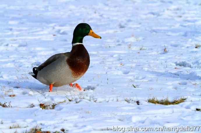 雪地路绿头鸭