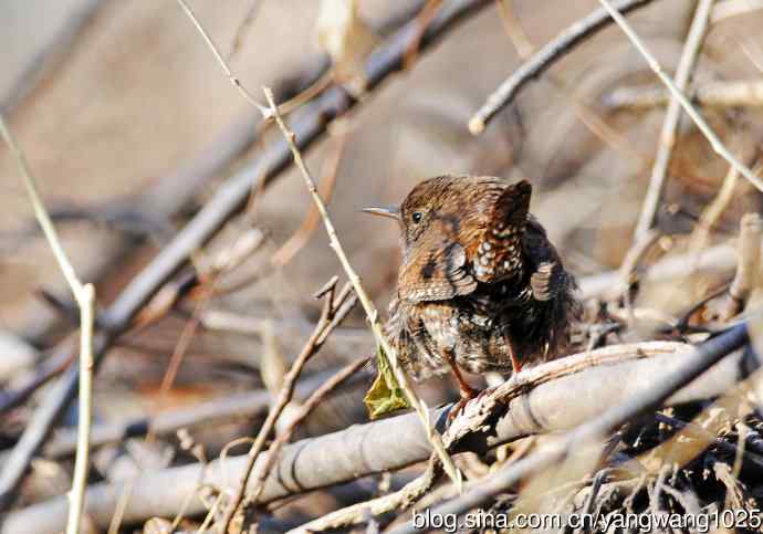 北京植物园的鸟类——鹪鹩（抓拍）1