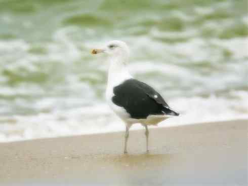 天生猎手：非猛禽类猎手之五（海上霸主军舰鸟、海鸥）