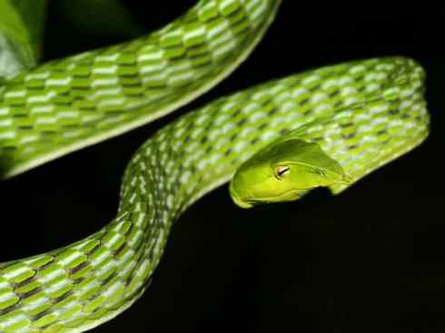 龙:传说的兽原型探秘(树蛇类) 龙:传说的兽原型探秘(树蛇类)