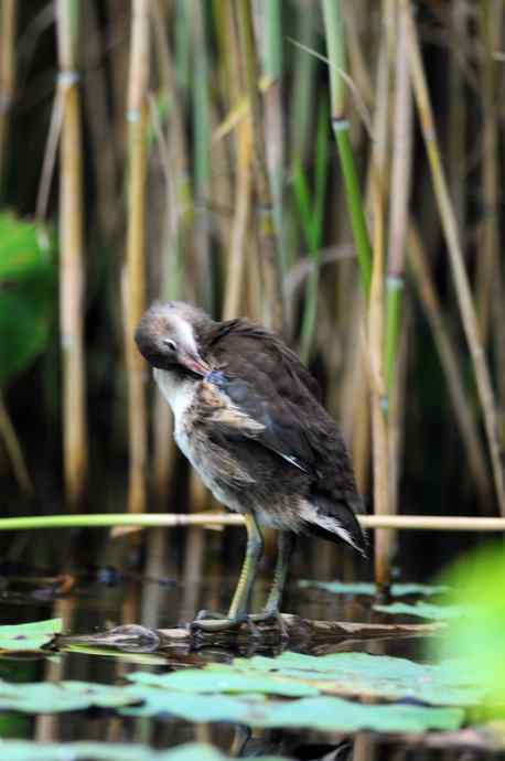 黑水鸡（亚成）