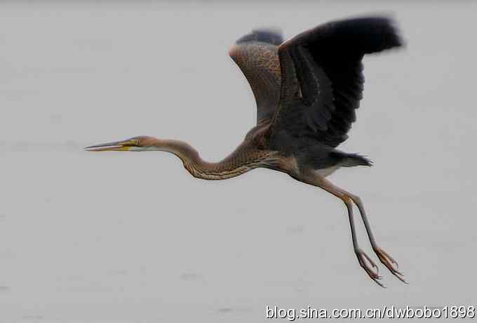乌梁素海之草鹭鈥斺斈诿晒勰裥校ǘ）