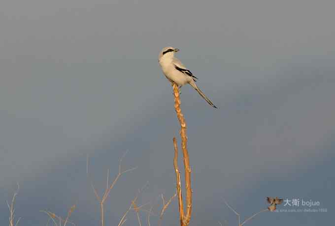 寻大鸨 wbr三百里加急走密城 寻大鸨 wbr三百里加急走密城