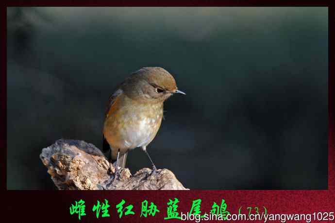 雌性红胁蓝尾鸲（73）