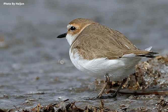 野鸭湖追拍环颈鸻