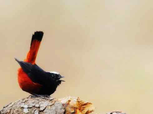 美丽无罪：雀鸟之溪鸲