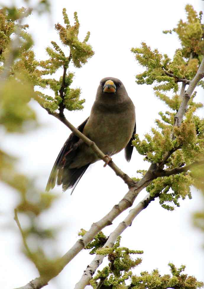 180.蜡嘴?(感谢K76705老师辨认:黑尾蜡嘴雀) 180.蜡嘴?(感谢K76705老师辨认:黑尾蜡嘴雀)