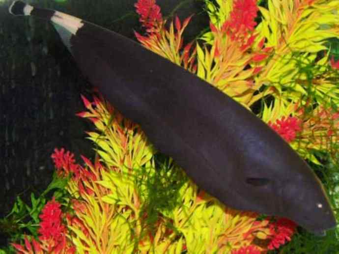 鱼类活化石：裸臀鱼