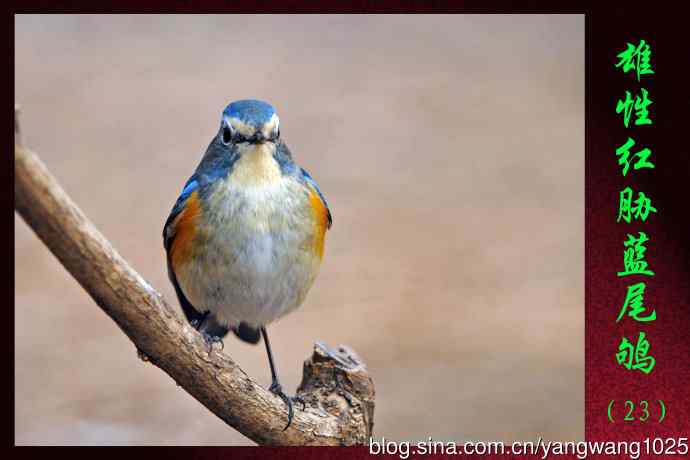 雄性红胁蓝尾鸲（23）