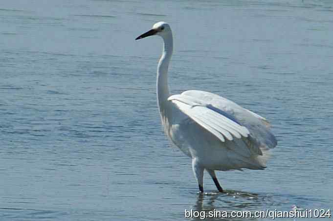凌波仙子.白鹭海滨写真(北戴河)