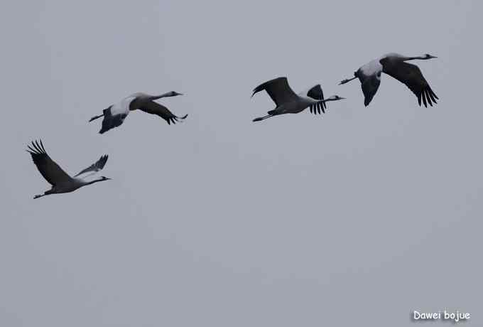 密云水库生境观鸟