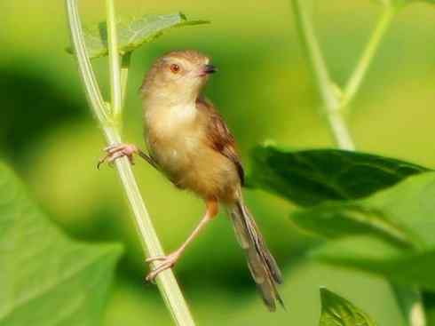 十大鸟类建筑师之四（扇尾莺、缝叶莺）