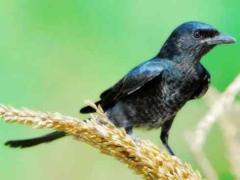 雀鸟也彪悍：黑侠（黑卷尾）