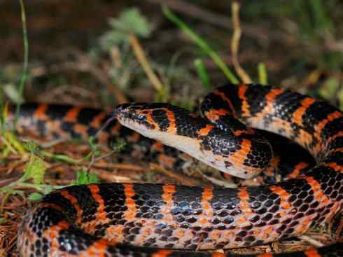 龙:传说的兽原型探秘(游蛇类) 龙:传说的兽原型探秘(游蛇类)