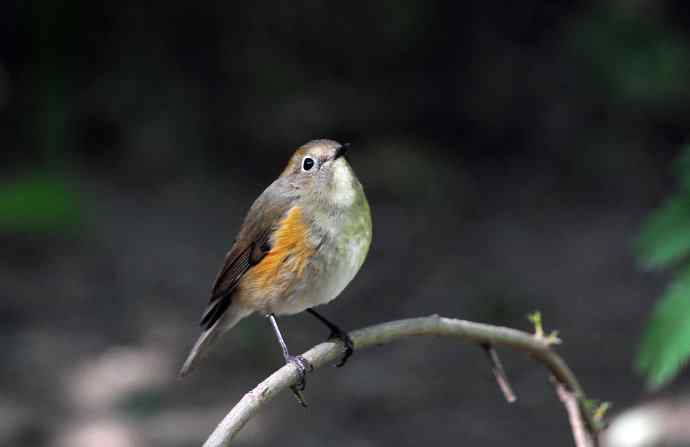 雌性红胁蓝尾鸲（55）