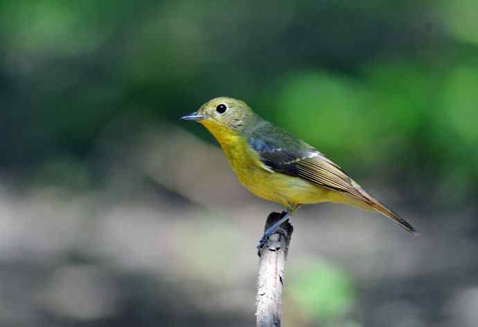 雌性绿背姬鶲(2) 雌性绿背姬鶲(2)