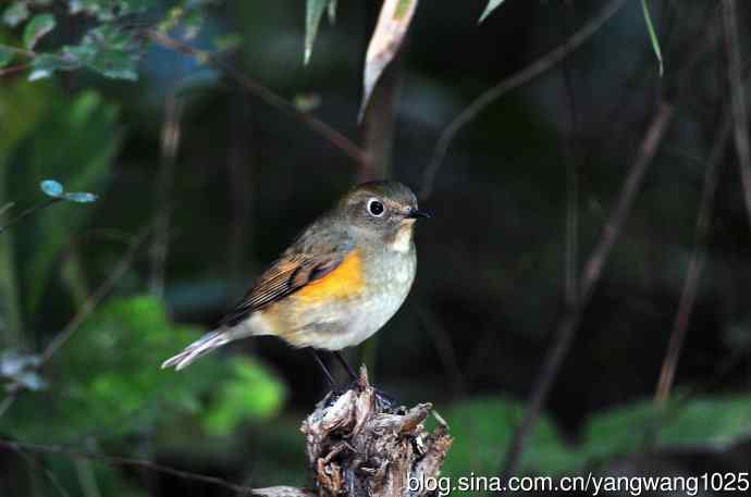 雌性红胁蓝尾鸲(48) 雌性红胁蓝尾鸲(48)