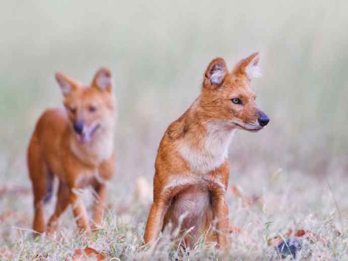 犬科：薮犬亚科豺属之豺