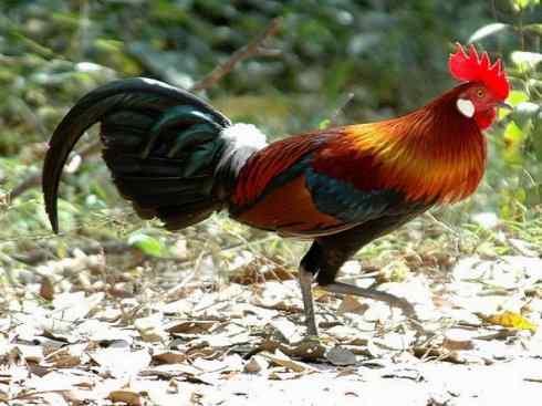 凤凰：传说的鸟原型探秘（原鸡）