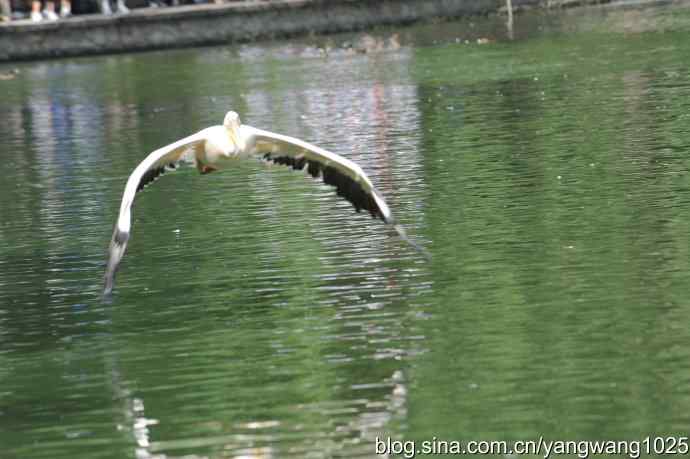 明星（鹈鹕大白）