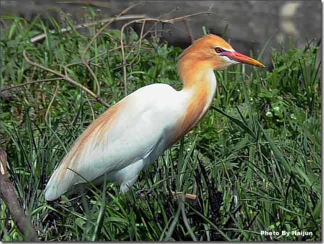 湿地约会黄头鹭