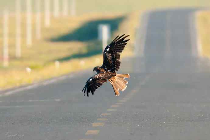 马路天使黑耳鳶