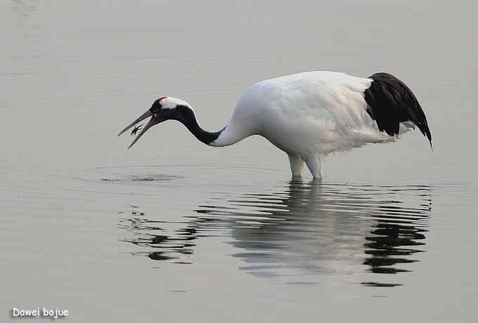 湿地之神：丹顶鹤
