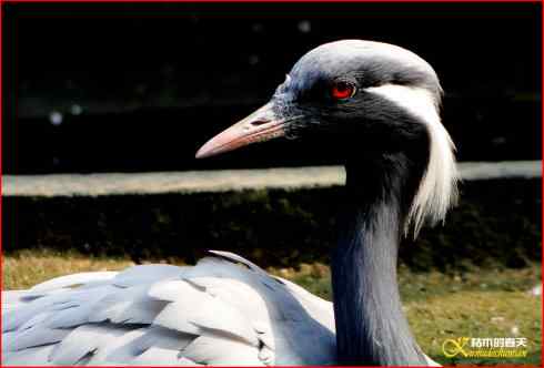 鈥湸蚰疋澬律睢菊掌